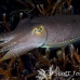 cuttlefish_reef_bo_mb_h_0077_png2182.jpg